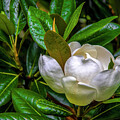 Sweet Magnolia Photograph by Shelia Hunt Sweet Magnolia Photograph by Shelia Hunt