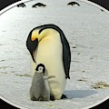 Sweet Penguins Photograph by Nancy Ayanna Wyatt Sweet Penguins Photograph by Nancy Ayanna Wyatt