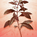 Sweet Pittosporum Vintage Botanical in Peach Fuzz Asanoha Star Pattern n.1845 by Holy Rock Design