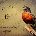 Sweet Sounds of Summer Photograph by Cathy Kovarik Sweet Sounds of Summer Photograph by Cathy Kovarik