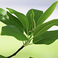 Sweetbay Magnolia Greens Photograph by Heather E Harman Sweetbay Magnolia Greens Photograph by Heather E Harman