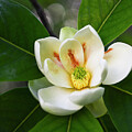 Sweetbay Magnolia Smells So Good by Tana Reiff