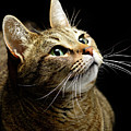 Tabby Cat Portrait by Douglas Allen