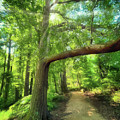 Take the Narrow Path Photograph by Michael Frank Take the Narrow Path Photograph by Michael Frank