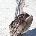 Close Up of Pelican Photograph by Mingming Jiang Close Up of Pelican Photograph by Mingming Jiang