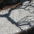 Taking Root Photograph by Richard Wetterauer Taking Root Photograph by Richard Wetterauer