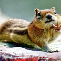 Talk to the Hand - A Chipmunk Command by Lena Owens