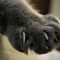 Talk to the Paw Photograph by M Kathleen Warren Talk to the Paw Photograph by M Kathleen Warren