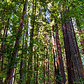 Tall California Redwoods 920 Photograph by Dan Carmichael Tall California Redwoods 920 Photograph by Dan Carmichael