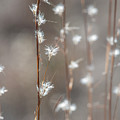 Tall Grass With White Seeds Photograph by Karen Rispin Tall Grass With White Seeds Photograph by Karen Rispin