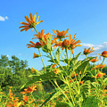 Tall Sunflowers Photograph by Christopher Reed Tall Sunflowers Photograph by Christopher Reed