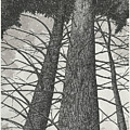 Tall Trees in Perspective by Jonathan Baldock