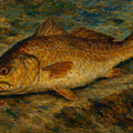 Tampa Bay Redfish #1 by Antonios Valamontes