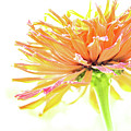 Tangerine Dream Photograph by Becqi Sherman Tangerine Dream Photograph by Becqi Sherman