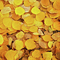 Tapestry of Autumn by Lana Trussell