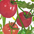 Taste of Summer Vine Ripe Tomatoes Watercolor Painting Painting by Ali Baucom Taste of Summer Vine Ripe Tomatoes Watercolor Painting Painting by Ali Baucom