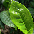 Tea Leaf Growing Photograph by Karen Rispin Tea Leaf Growing Photograph by Karen Rispin