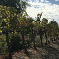 Temecula Vines Photograph by Roxy Rich Temecula Vines Photograph by Roxy Rich