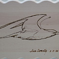 Tern Loose by Sean Connolly