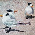 Tern Trio Painting by Merana Cadorette Tern Trio Painting by Merana Cadorette