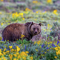 Teton Bloom Photograph by Kevin Dietrich Teton Bloom Photograph by Kevin Dietrich