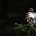Teton red tail Photograph by Rudy Viereckl