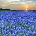 Texas Bluebonnet Vista - Pictures of Bluebonnets Images Photograph by Bee Creek Photography - Tod and Cynthia Texas Bluebonnet Vista - Pictures of Bluebonnets Images Photograph by Bee Creek Photography - Tod and Cynthia