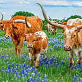 Texas Longhorns in Bluebonnets Photograph by Bee Creek Photography - Tod and Cynthia Texas Longhorns in Bluebonnets Photograph by Bee Creek Photography - Tod and Cynthia