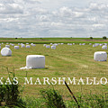 Texas Marshmallows Photograph by Steve Templeton Texas Marshmallows Photograph by Steve Templeton