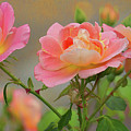Texas Rose 3 Photograph by Roberta Byram Texas Rose 3 Photograph by Roberta Byram