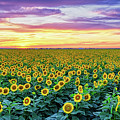 Texas Sunflower Field at Sunset Pano Photograph by Robert Bellomy Texas Sunflower Field at Sunset Pano Photograph by Robert Bellomy