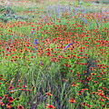 Texas Wildflowers in Bloom - Indian Blanket and Prairie Flowers by Brigitte Blanchette Thompson