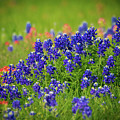 Texas Wildflowers Photograph by Pam Rendall Texas Wildflowers Photograph by Pam Rendall