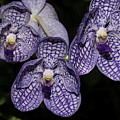Textured Orchid Flowers 2 Photograph by Mingming Jiang Textured Orchid Flowers 2 Photograph by Mingming Jiang