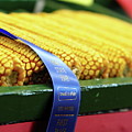 That's A Winner Photograph by Lens Art Photography By Larry Trager That's A Winner Photograph by Lens Art Photography By Larry Trager