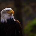 The Bald Eagle aka Haliaeetus leucocephalus portrait against green background by Arpan Bhatia