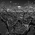 The Bare Tree Photograph by George Taylor The Bare Tree Photograph by George Taylor