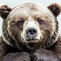 The Bear Essentials  by JC Findley