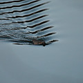 The Beaver by Tom Crook