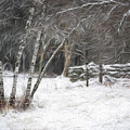 The Birches of Orris Road Photograph by Wayne King The Birches of Orris Road Photograph by Wayne King