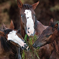 The Blue-Eyed Mare. Photograph by Paul Martin The Blue-Eyed Mare. Photograph by Paul Martin