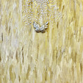 The Butterfly Painting by Medge Jaspan The Butterfly Painting by Medge Jaspan