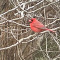 The Cardinal 7 State. Bird by Catherine Wilson