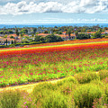 The Carlsbad Flower Fields Photograph by David Levin The Carlsbad Flower Fields Photograph by David Levin