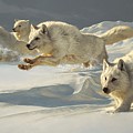 The Chase Painting by Greg Beecham The Chase Painting by Greg Beecham