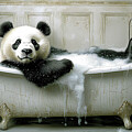 The Chill Panda by JC Findley