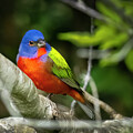 The Colorful Painted Bunting by Bill Cubitt