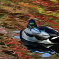 The Colors of Autumn by Kevin Suttlehan