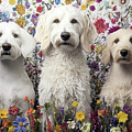 The Council Of Labradoodles by JC Findley