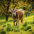 The Curious Cow Photograph by Chris Lord The Curious Cow Photograph by Chris Lord